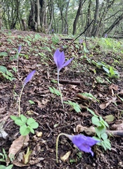 Crocus banaticus