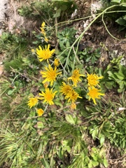 Hieracium murorum