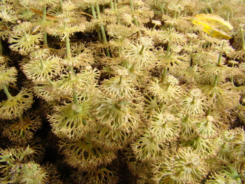 Cladonia imperialis photographed in Brazil