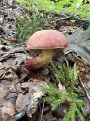 Baorangia