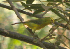 Vireo hypochryseus