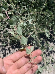 Atriplex lentiformis