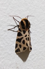Cymbalophora pudica