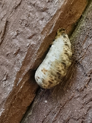 Lapposyrphus
