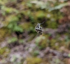 Araneus bicentenarius