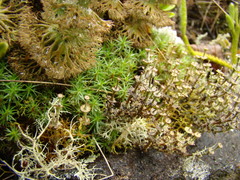 Cladonia imperialis