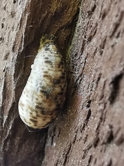 Lapposyrphus