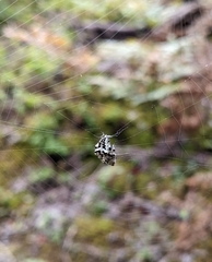 Araneus bicentenarius