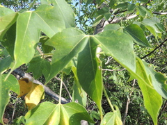 Gyrocarpus