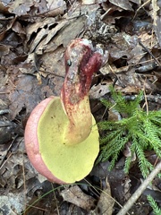 Baorangia