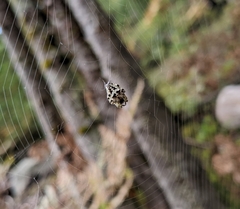 Araneus bicentenarius
