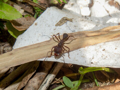Acromyrmex