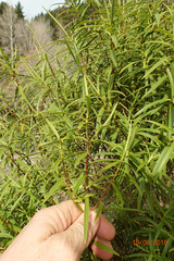 Veronica stenophylla