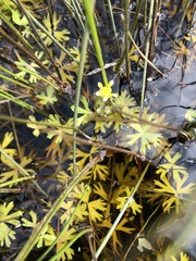 Ranunculus amphitrichus