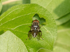 Palpada furcata
