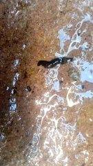 Platyhelminthes