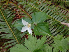 Trillium ovatum ovatum