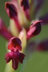 Anacamptis coriophora