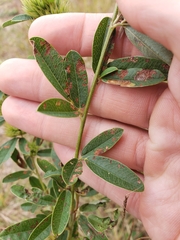 Lespedeza capitata