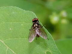 Limnophora