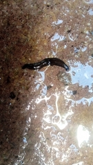 Platyhelminthes