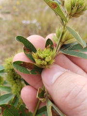 Lespedeza capitata