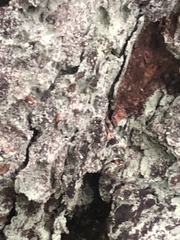 Icmadophila ericetorum