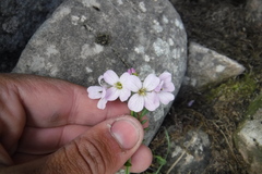 Cardamine polemonioides