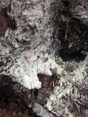 Icmadophila ericetorum