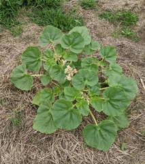 Proboscidea louisianica