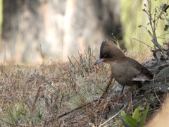 Pseudoseisura lophotes