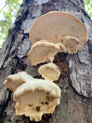 Climacocystis borealis