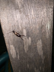 Forficula auricularia