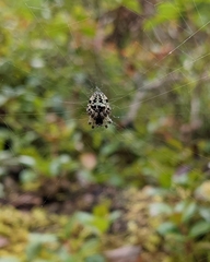Araneus bicentenarius