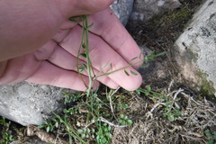 Cardamine polemonioides