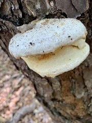 Climacocystis borealis