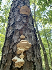 Climacocystis borealis