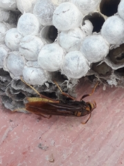 Polistes
