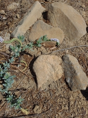 Heliotropium curassavicum