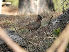 Pseudoseisura lophotes