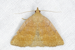 Zanclognatha jacchusalis