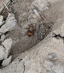 Dasymutilla bioculata