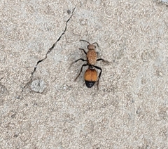 Dasymutilla bioculata