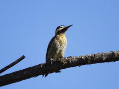 Colaptes melanochloros