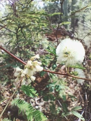 Acaciella