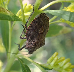 Brochymena quadripustulata