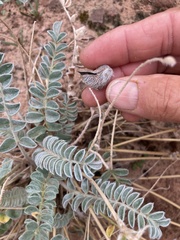 Astragalus mollissimus