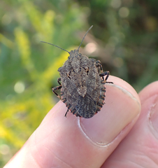 Brochymena quadripustulata