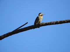 Colaptes melanochloros