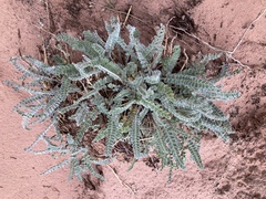 Astragalus mollissimus